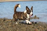 CORGI CARDIGAN 167